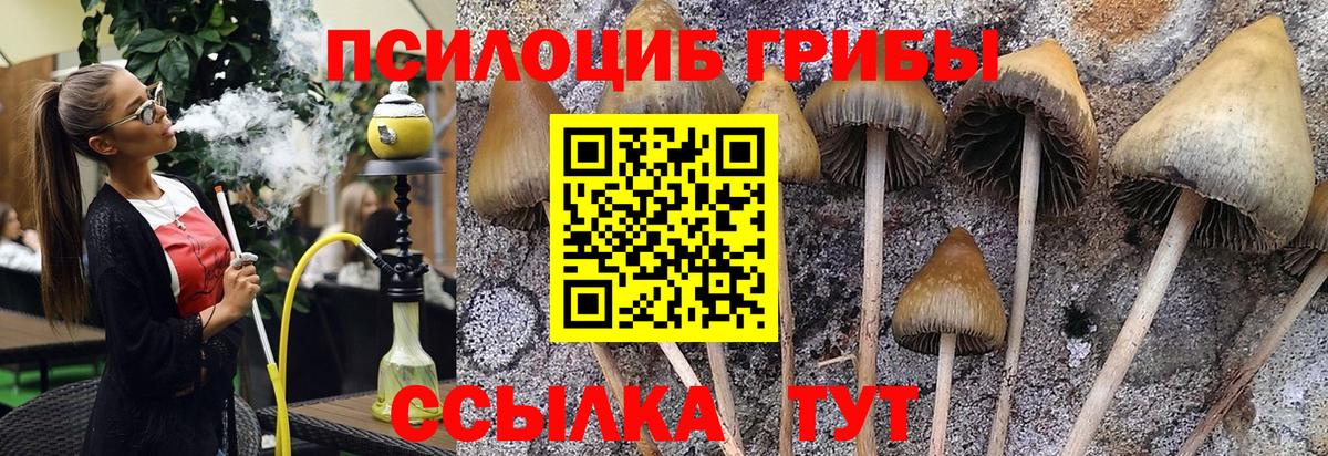 Псилоцибиновые грибы Psilocybe  Вход с VPN  Бутурлиновка 
